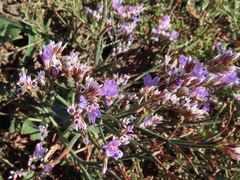 Limonium tomentellum