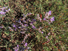 Limonium tomentellum
