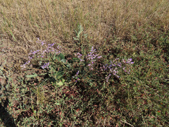Limonium tomentellum