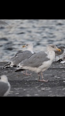Larus argentatus