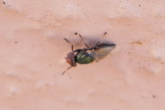Physiphora