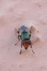 Physiphora