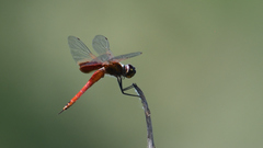 Tramea insularis