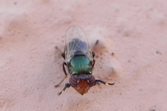 Physiphora