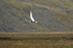 Sterna vittata