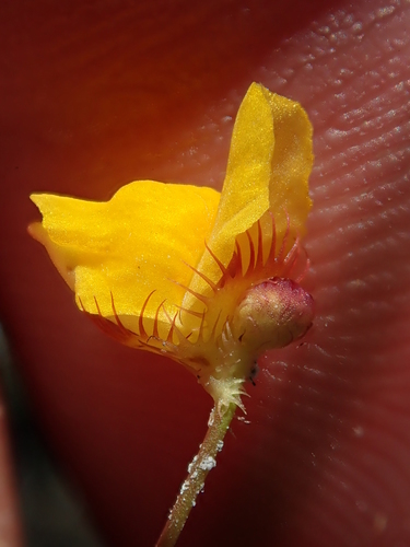 Image of Utricularia simulans by no rights reserved