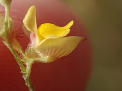 Utricularia simulans