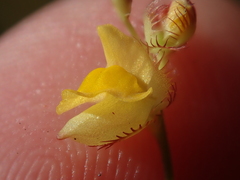 Utricularia simulans