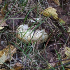 Lactarius resimus