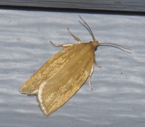 Clemens' Clepsis Moth photo 5