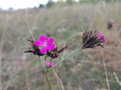 Dianthus andrzejowskianus