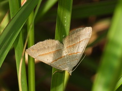 Scotopteryx