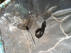 Necturus maculosus