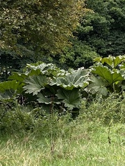 Gunnera tinctoria