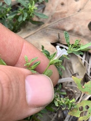 Mecardonia acuminata