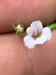 Mecardonia acuminata