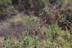 Indigofera intermedia