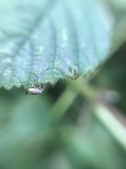 Malvapion malvae