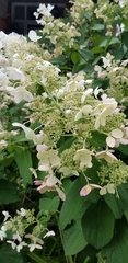Hydrangea