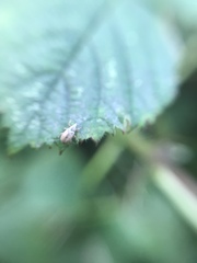Malvapion malvae