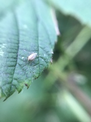 Malvapion malvae