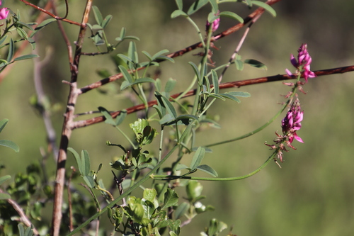 Image of Indigofera intermedia by (c) Tony Rebelo, some rights reserved (CC BY-SA)