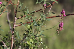 Indigofera intermedia