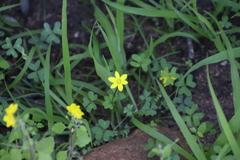 Pauridia gracilipes gracilipes