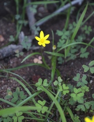 Pauridia gracilipes gracilipes