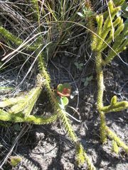 Lycopodiales