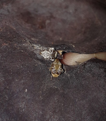 Merobruchus bicoloripes