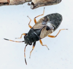 Acompus rufipes