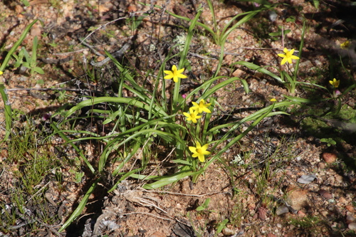 Image of Pauridia gracilipes by (c) Tony Rebelo, some rights reserved (CC BY-SA)