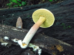 Boletus harrisonii