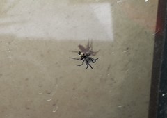 Latonigena auricomis