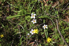 Oxalis tenella
