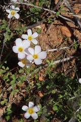 Oxalis tenella