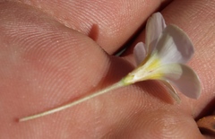 Oxalis tenella