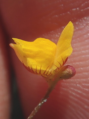 Utricularia simulans