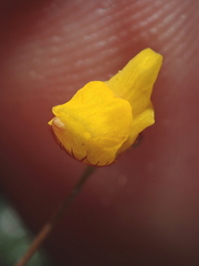 Utricularia simulans