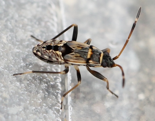 coastal groundbug, photo 6 of 8
