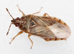 Chilacis typhae