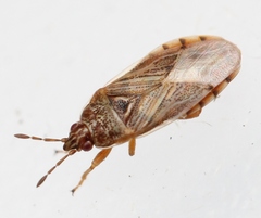 Chilacis typhae