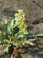 Reseda lutea