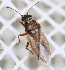 Cymus melanocephalus