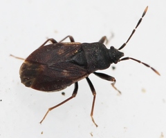 Drymus brunneus