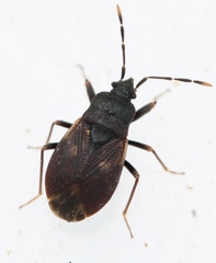 Drymus brunneus