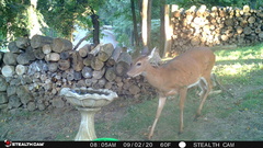 Odocoileus virginianus