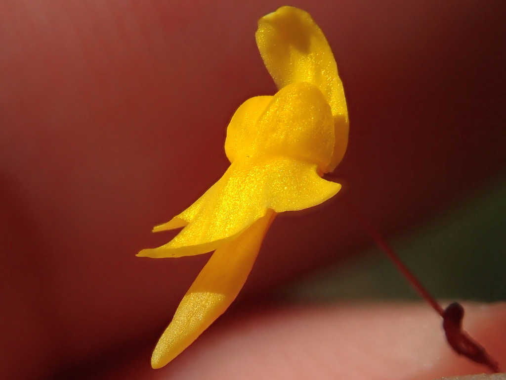 Tiny Bladderwort