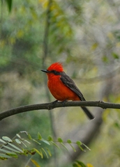Pyrocephalus rubinus obscurus